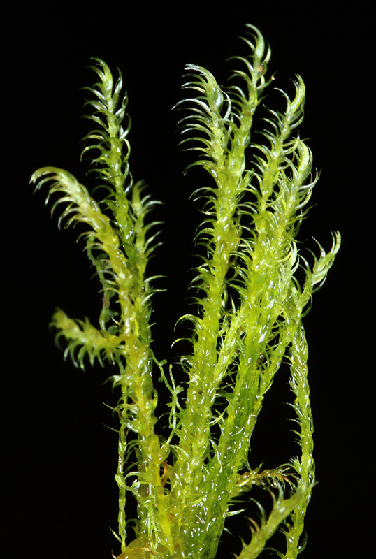 Warnstorfia fluitans